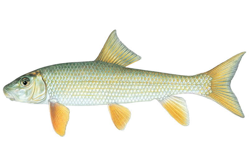 Black Redhorse Fishing in Indiana: Spots & Reports | OnWater