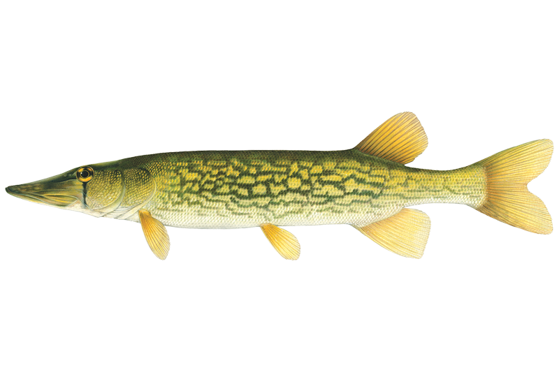 buck with fishing pole christmas ornaments Hallmark Keepsake Ornament, North Dancer Sound, Funny Gifts : Home & Kitchen Bass Fishing Best Entry symbolizes life Color:Trout Smolt Lot Lizzard