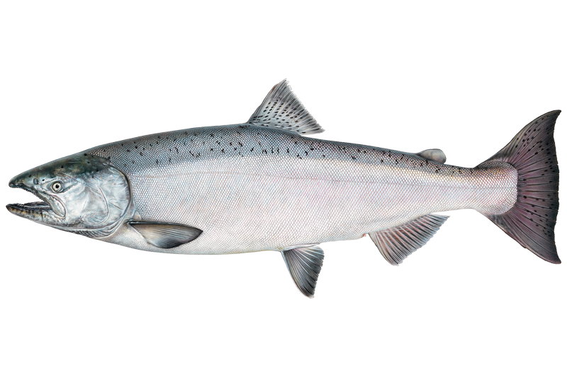 パーカー Brook - Chinook Salmon Parker Chinook Salmon Fishing in Minnesota: Spots & Reports | OnWater