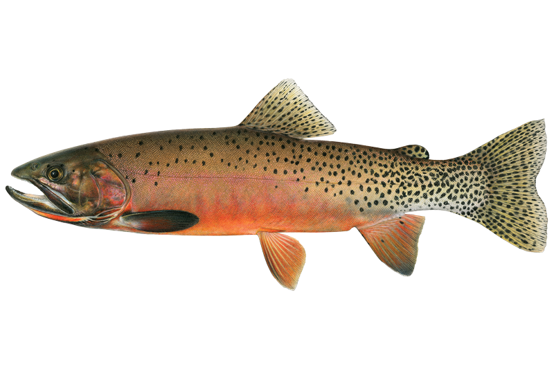 Brook Trout Fishing in California: Spots & Reports | OnWater | onWater