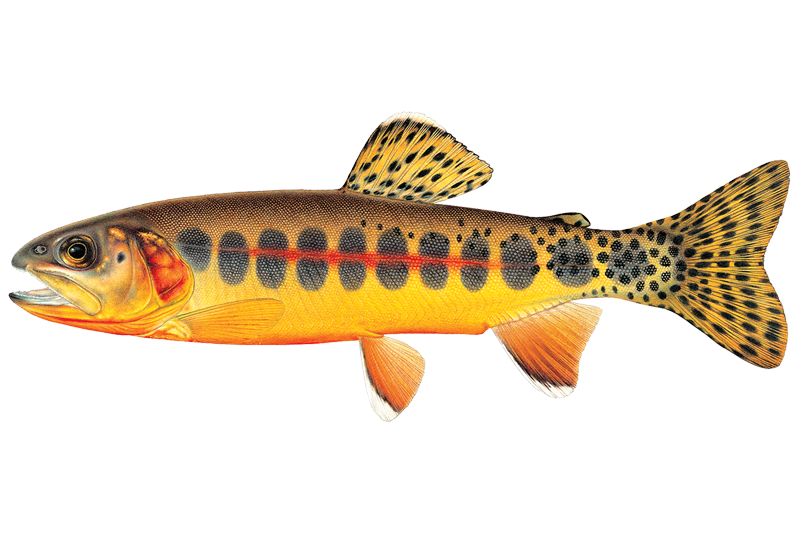 Golden Trout Fishing in Idaho: Spots & Reports | OnWater | onWater