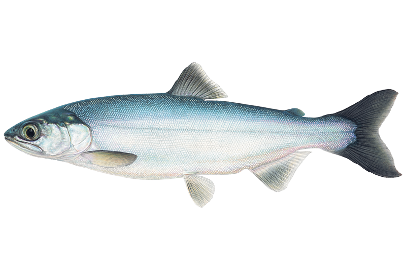パーカー Brook - Chinook Salmon Parker Chinook Salmon Fishing in Oregon: Spots & Reports | OnWater