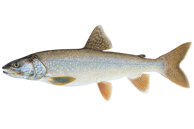 Lake Trout Fishing in California: Spots & Reports | OnWater