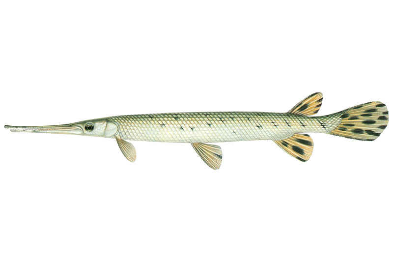 Longnose Gar: Fishing Tips, Spots & Regulations | OnWater | onWater ...