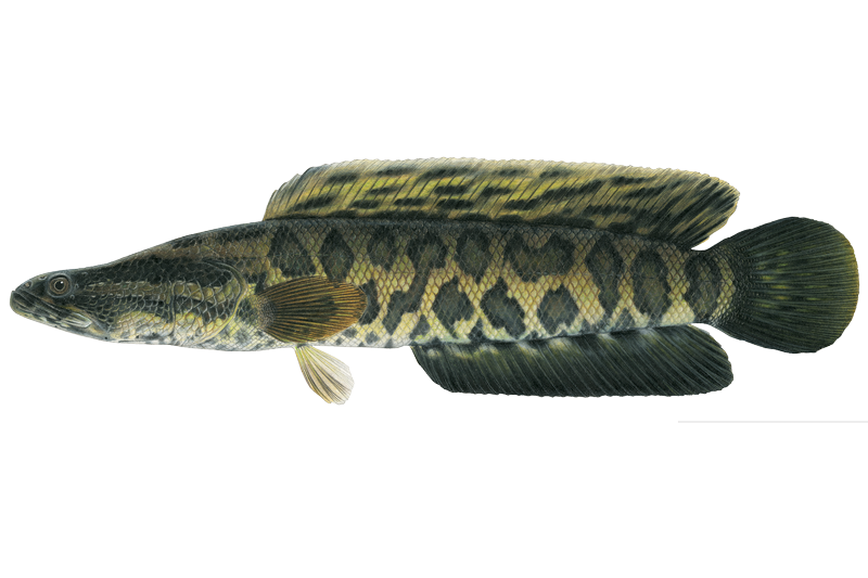Northern Snakehead Fishing in New Jersey: Spots & Reports