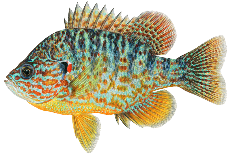 Pumpkinseed Fishing in Georgia: Spots & Reports | OnWater | onWater ...