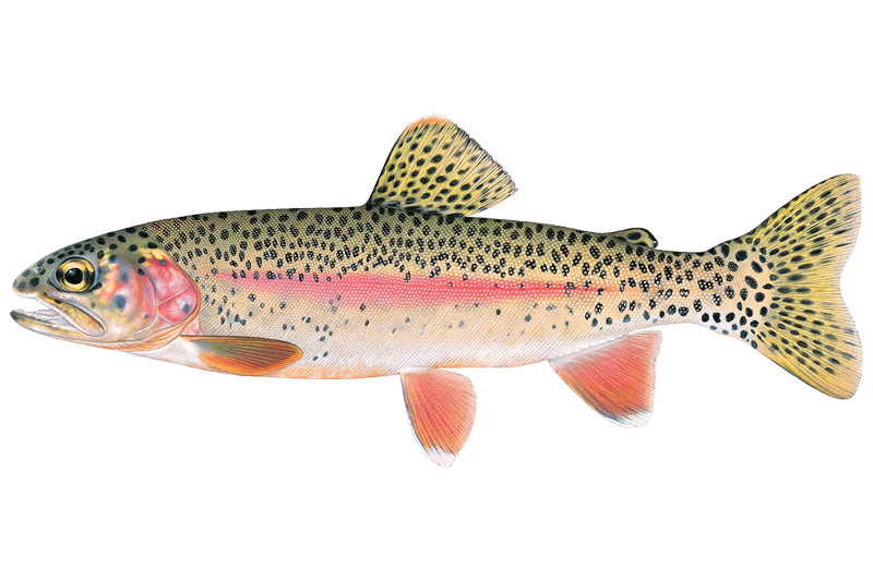 Rainbow Trout Fishing in Massachusetts: Spots & Reports | OnWater