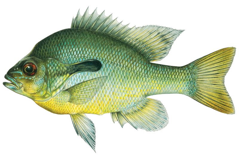 best tarpon fly reel 2019 Best Fly Reels for Tarpon: Mako, Tibor, and More