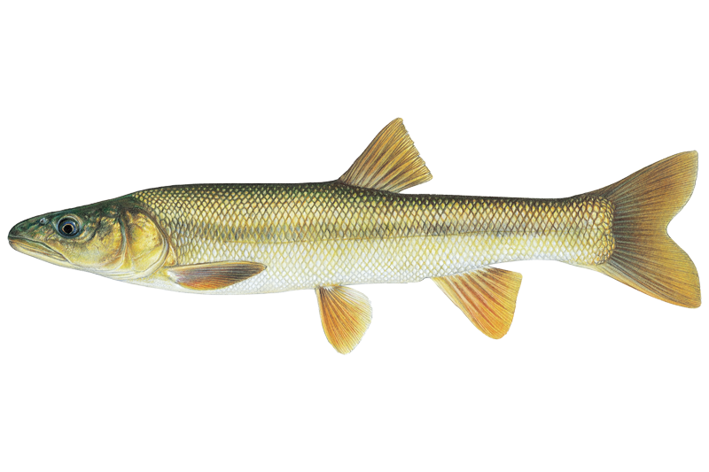 Coastal Rainbow Trout Fishing in California: Spots & Reports