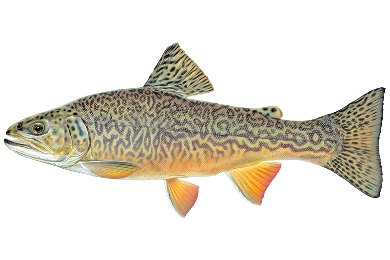 Tiger Trout Fishing in Minnesota: Spots & Reports | OnWater