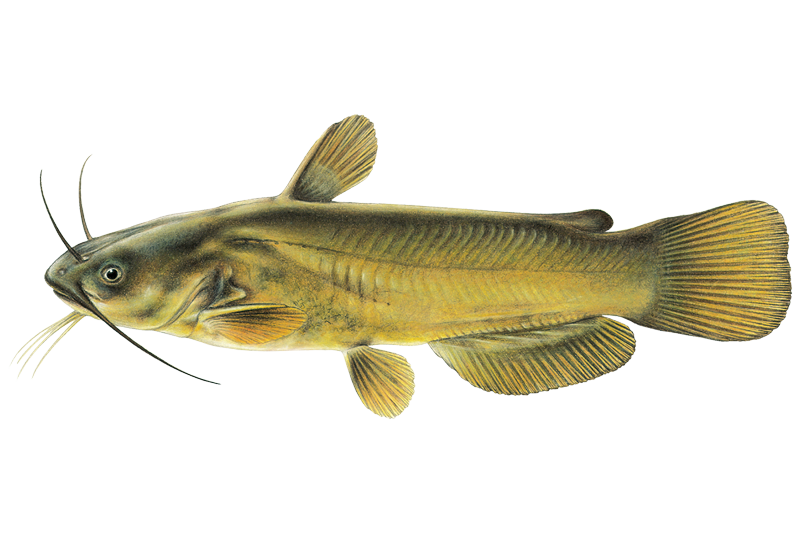 bank pole fishing tips How to set a bank pole (10'fiberglass rebar with 9' of line and a 8 mullet  for bait) #limbline #bankpole #trotline #jugline #livebait #riverfishing  #yellowcat